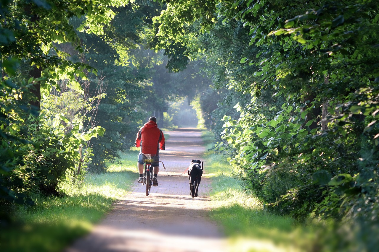 bike, cyclist, dog, trees, summer, pet, animal, morning, e-bike, cycling, sunlight, nature, landscape